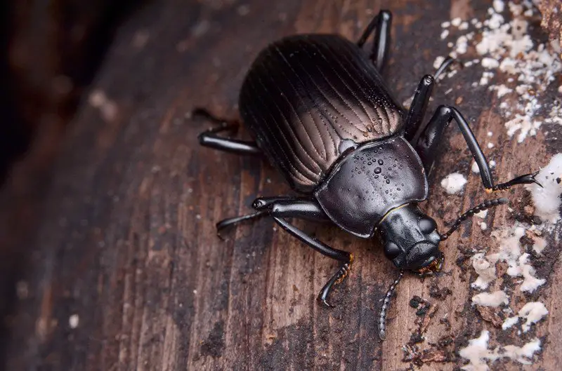 Can Bearded Dragons Eat Darkling Beetles?