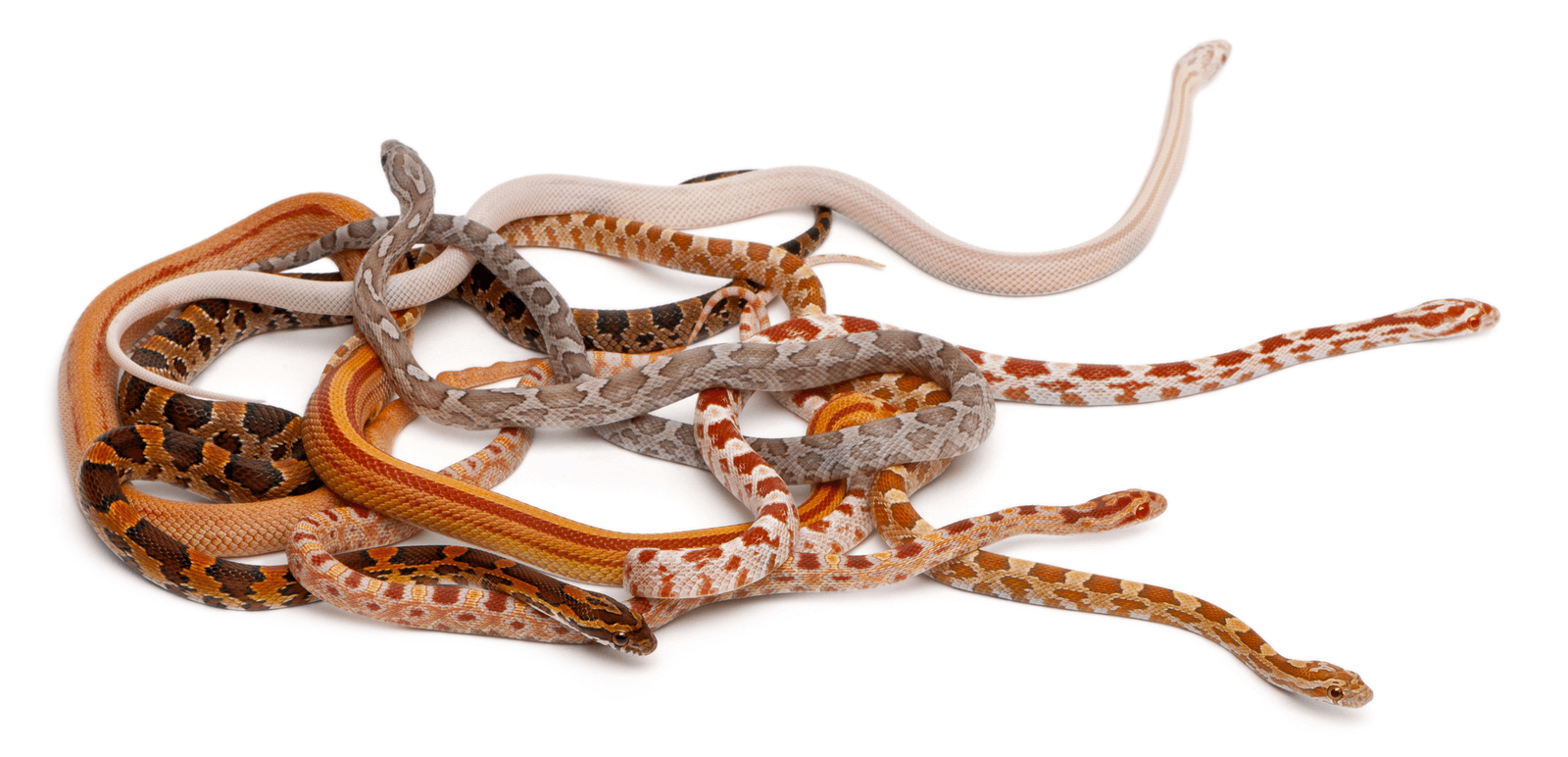 Can Corn Snakes Eat Fish?