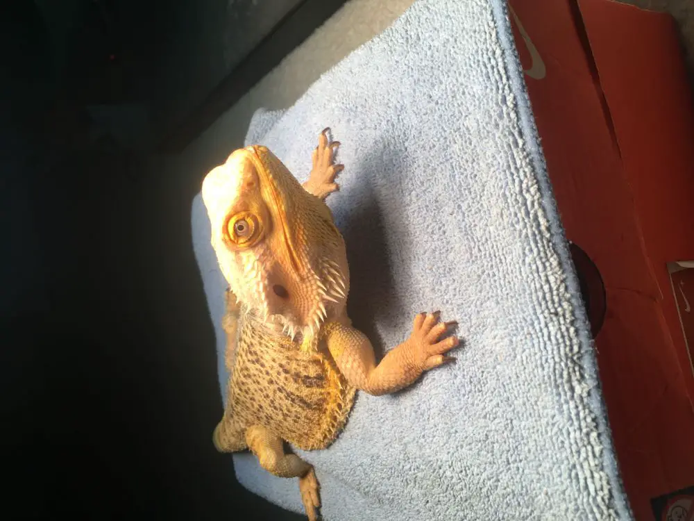 How Old Are Bearded Dragons at Petsmart?